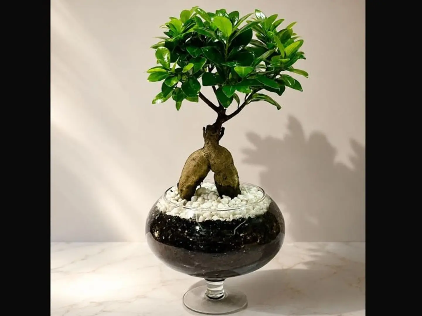 An Elegant Bonsai Plant