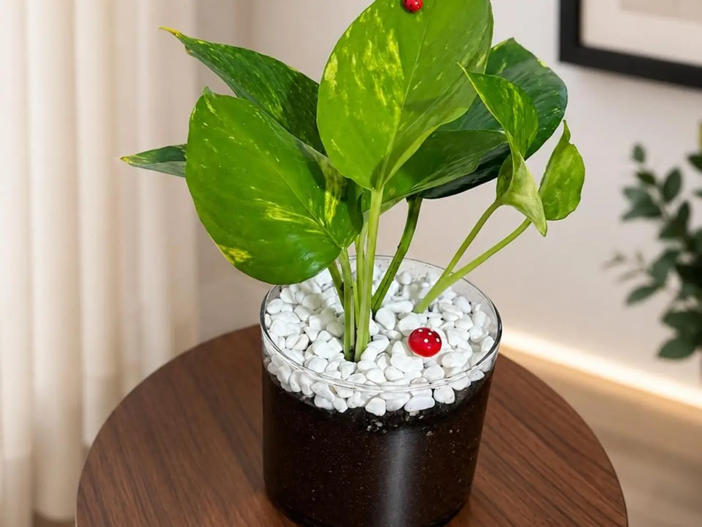 Bots Gift A Touch Of Life And Elegance