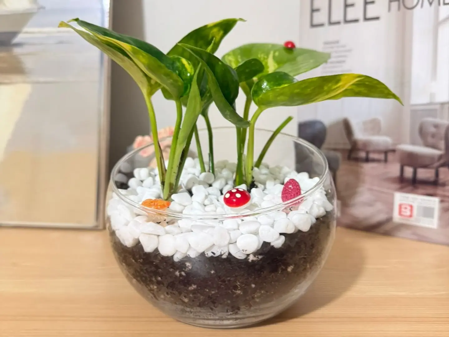 حديقة صغيرة