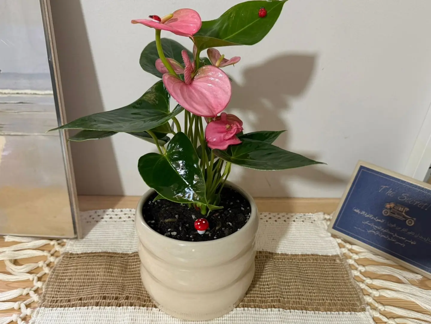 Pink Elegance Gift