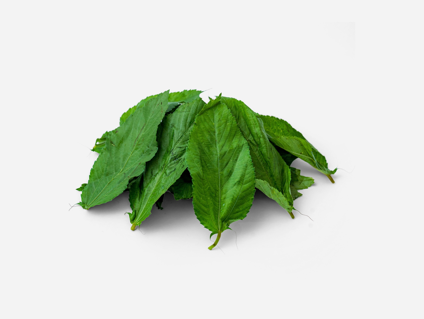 Picked Molokhia Leaves