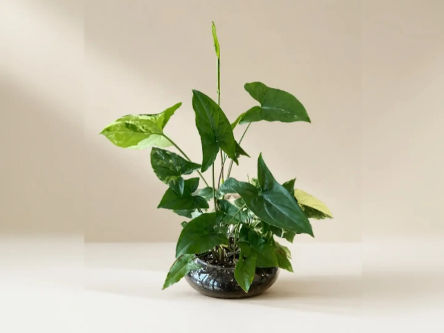 Joud Plant 19