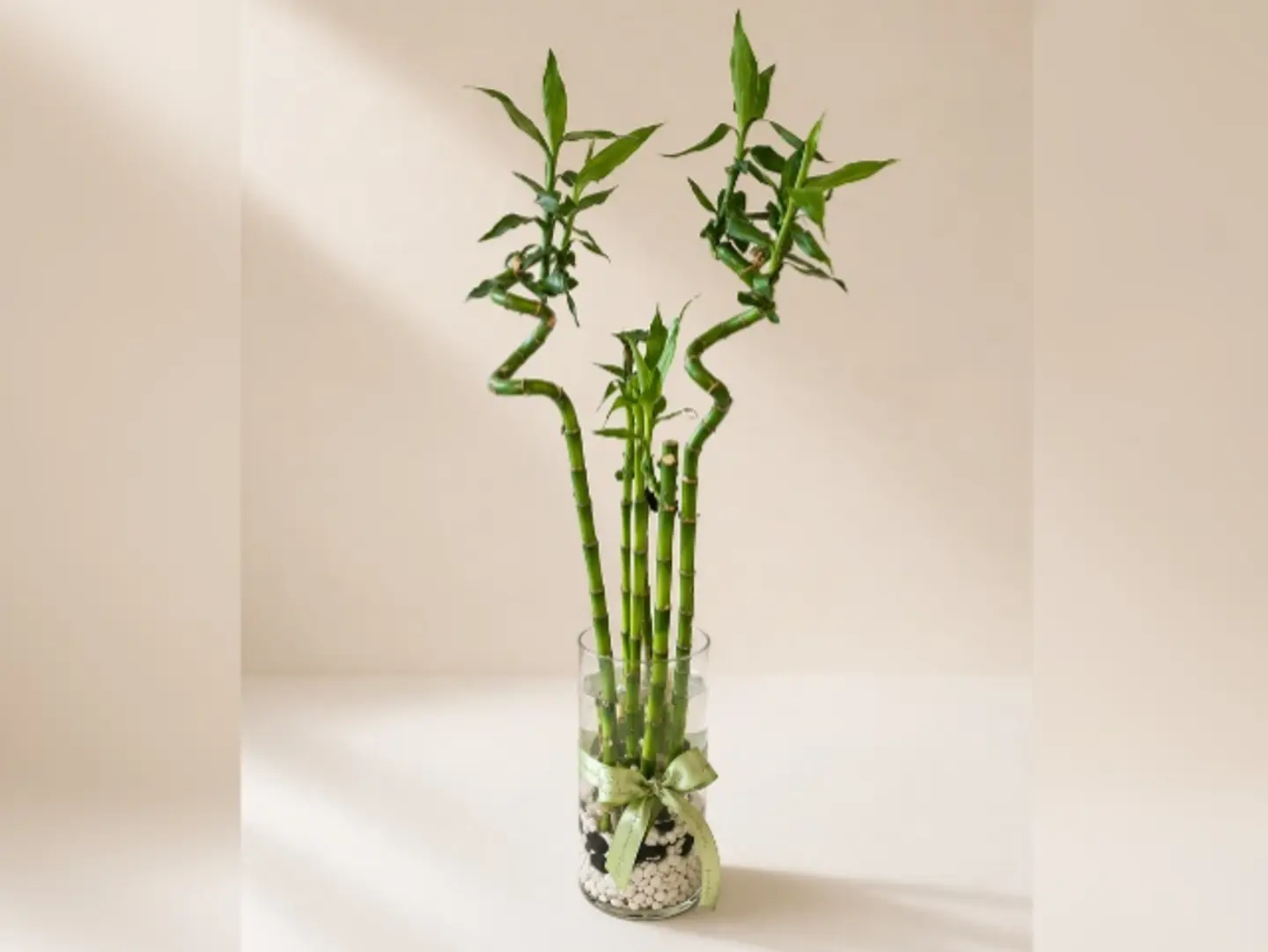 Joud Plant 11