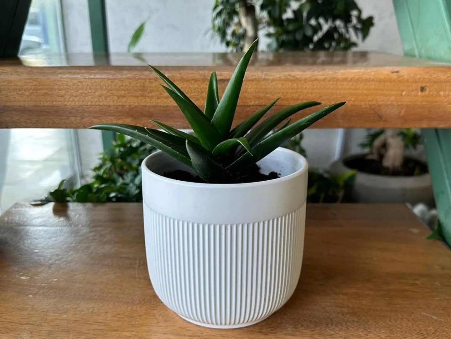 Joud Plant 32