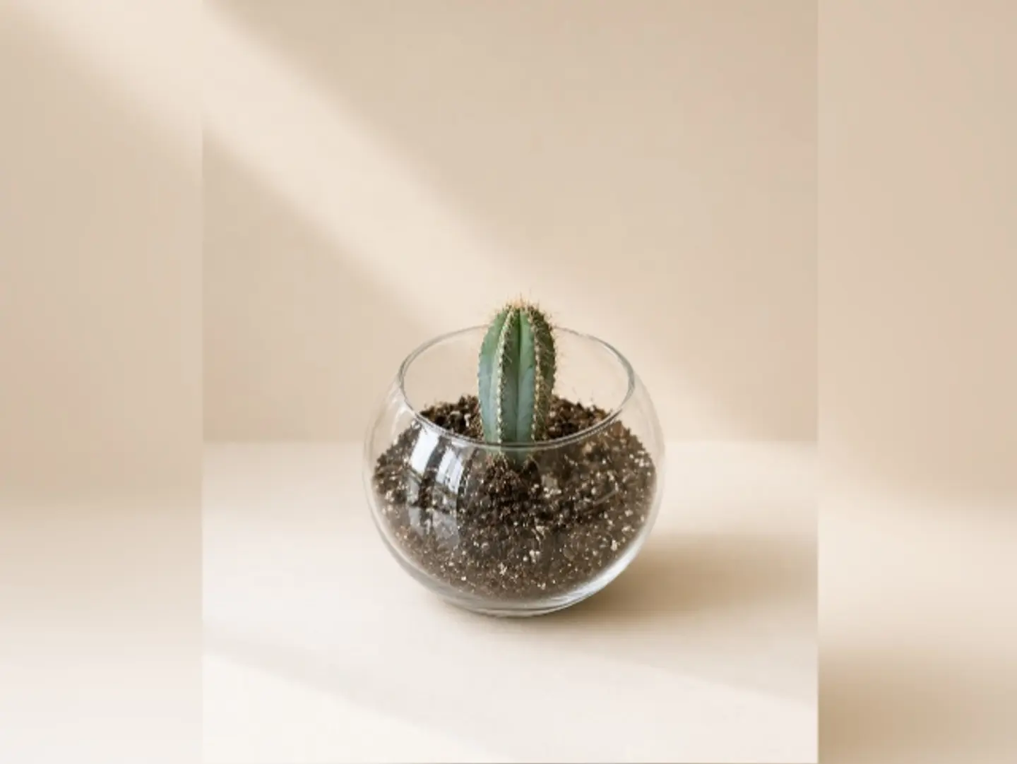 Joud Plant 2