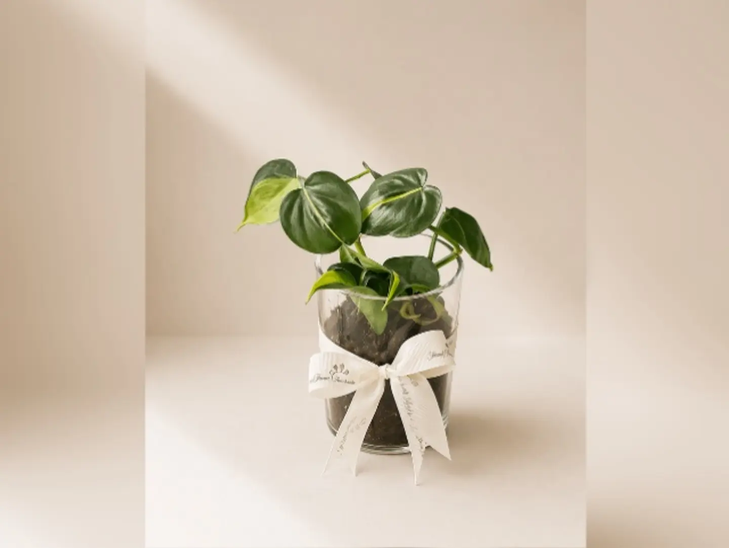 Joud Plant 4