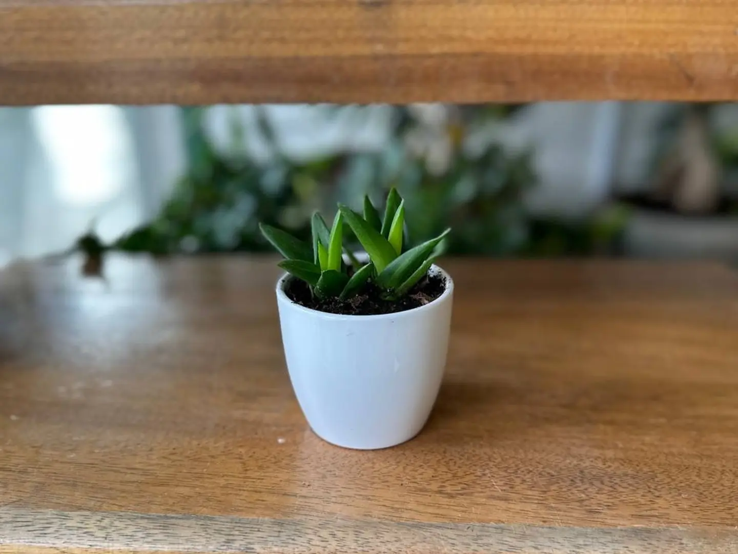 Joud Plant 35
