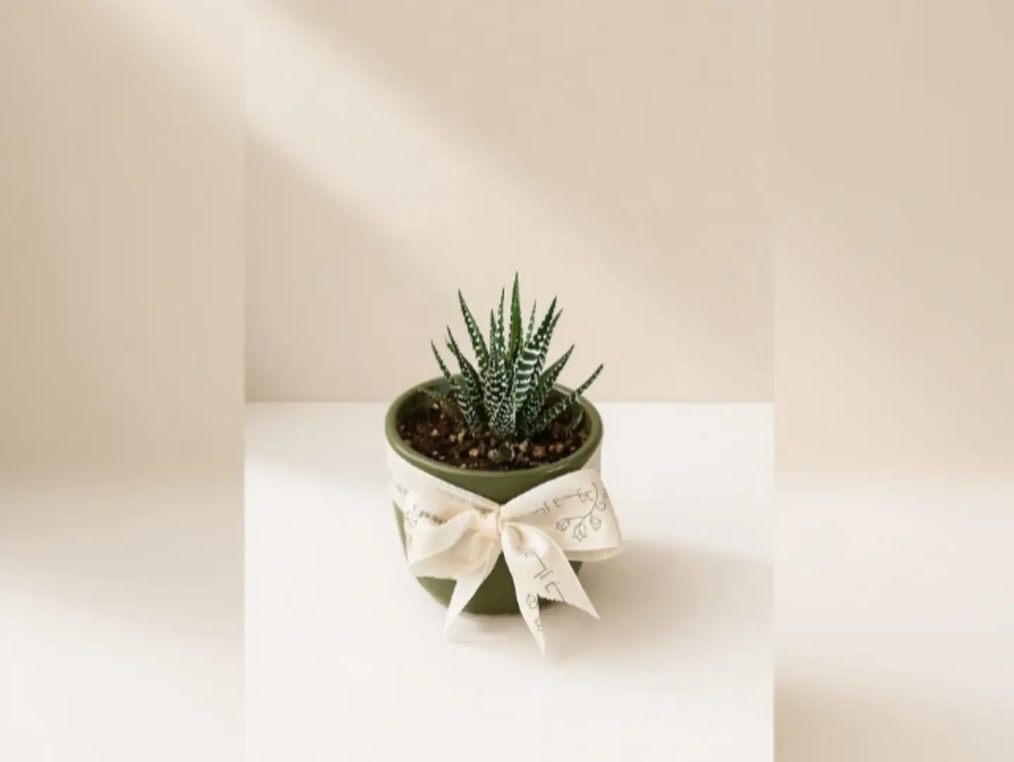 Joud Plant 25