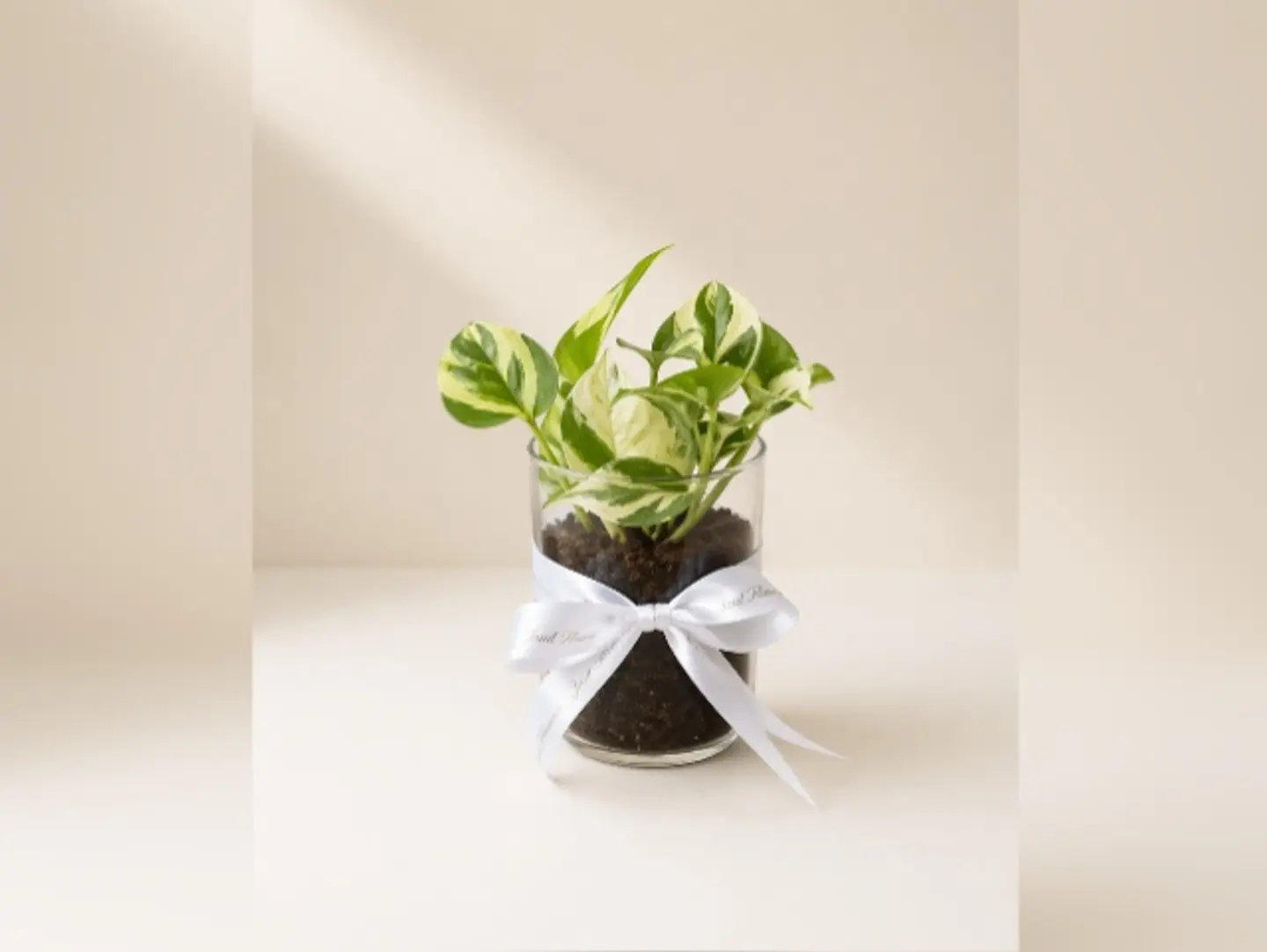 Joud Plant 5