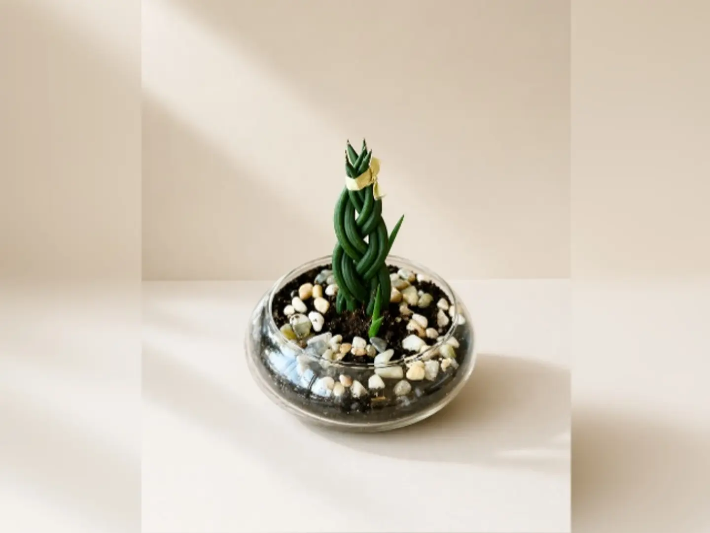 Joud Plant 7