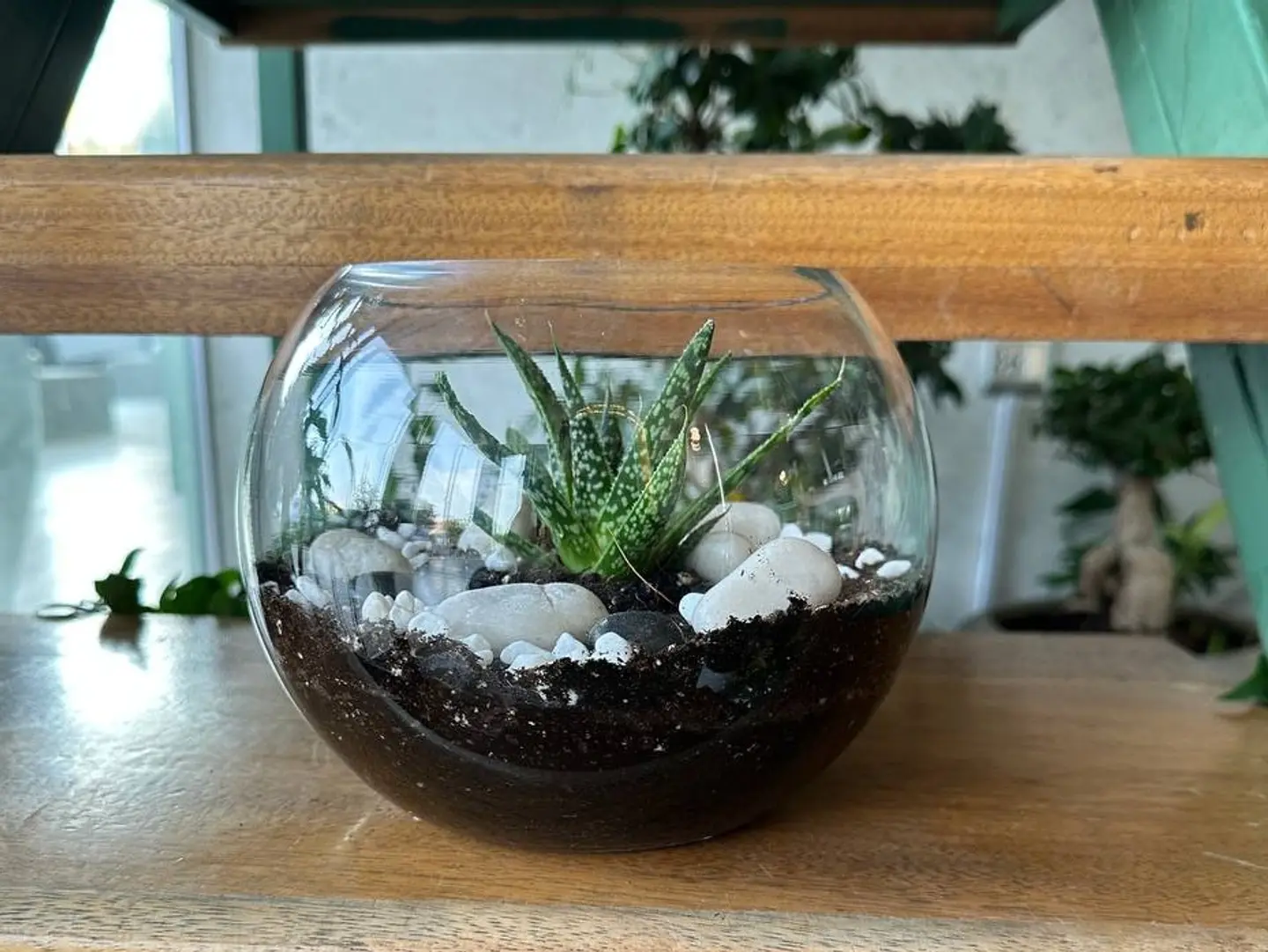 Jude Plant 29