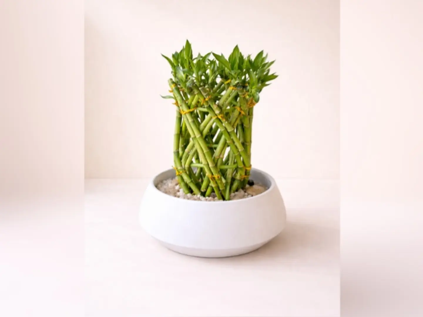 Jude Plant 21