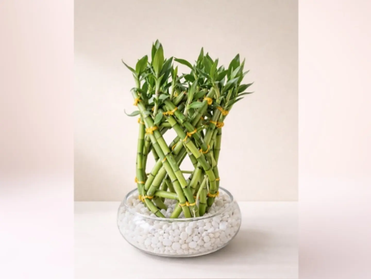 Joud Plants 18