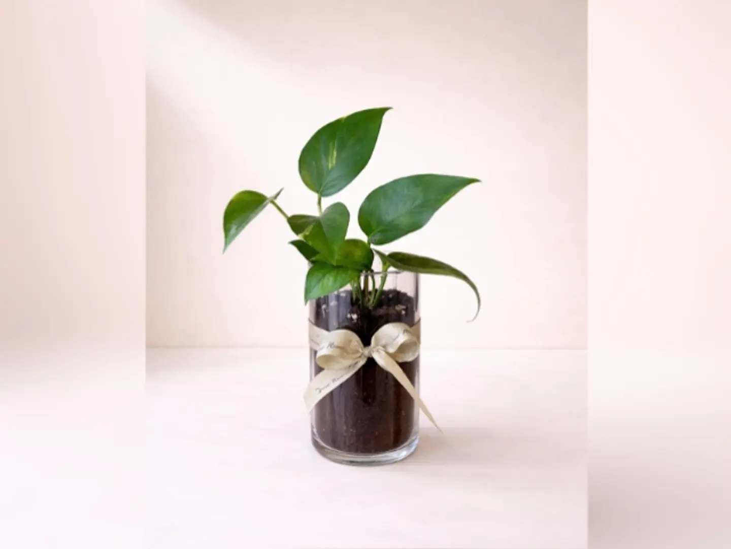 Joud Plant 3