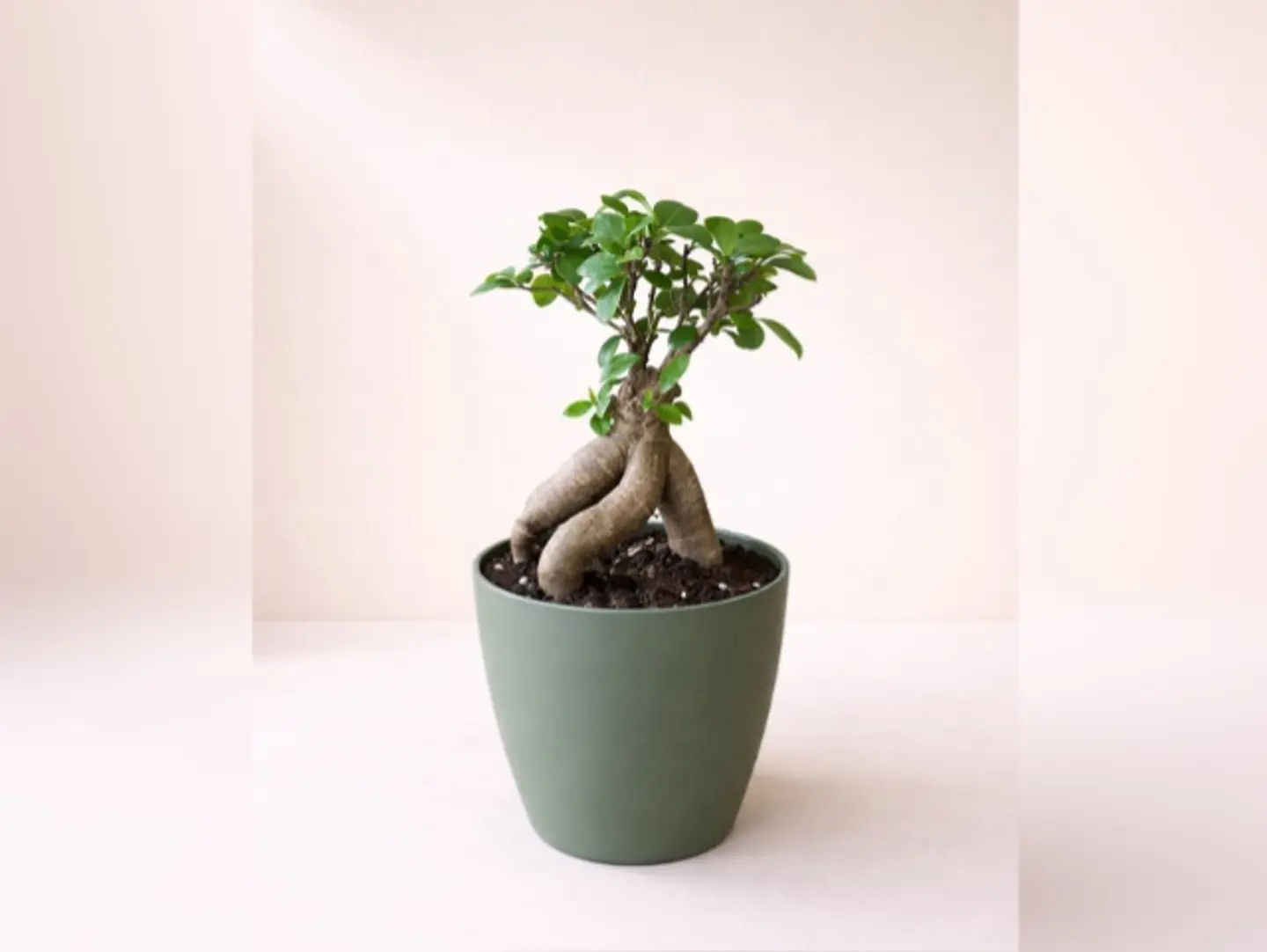 Joud Plant 17