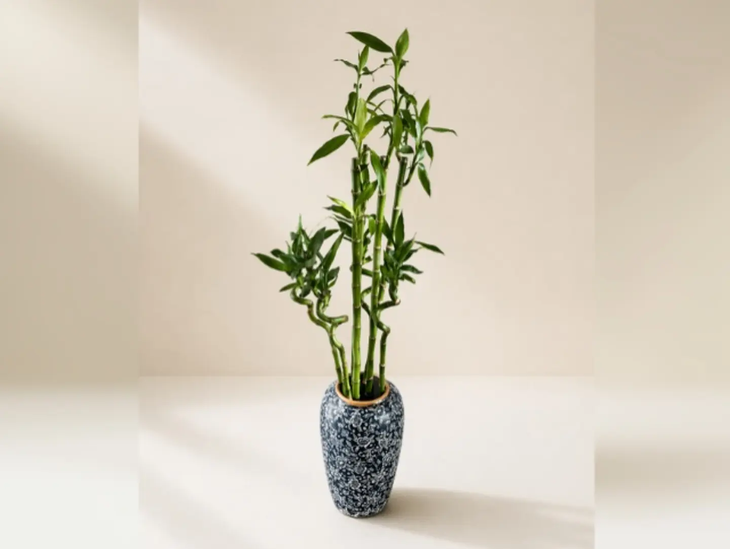 Joud Plant 22