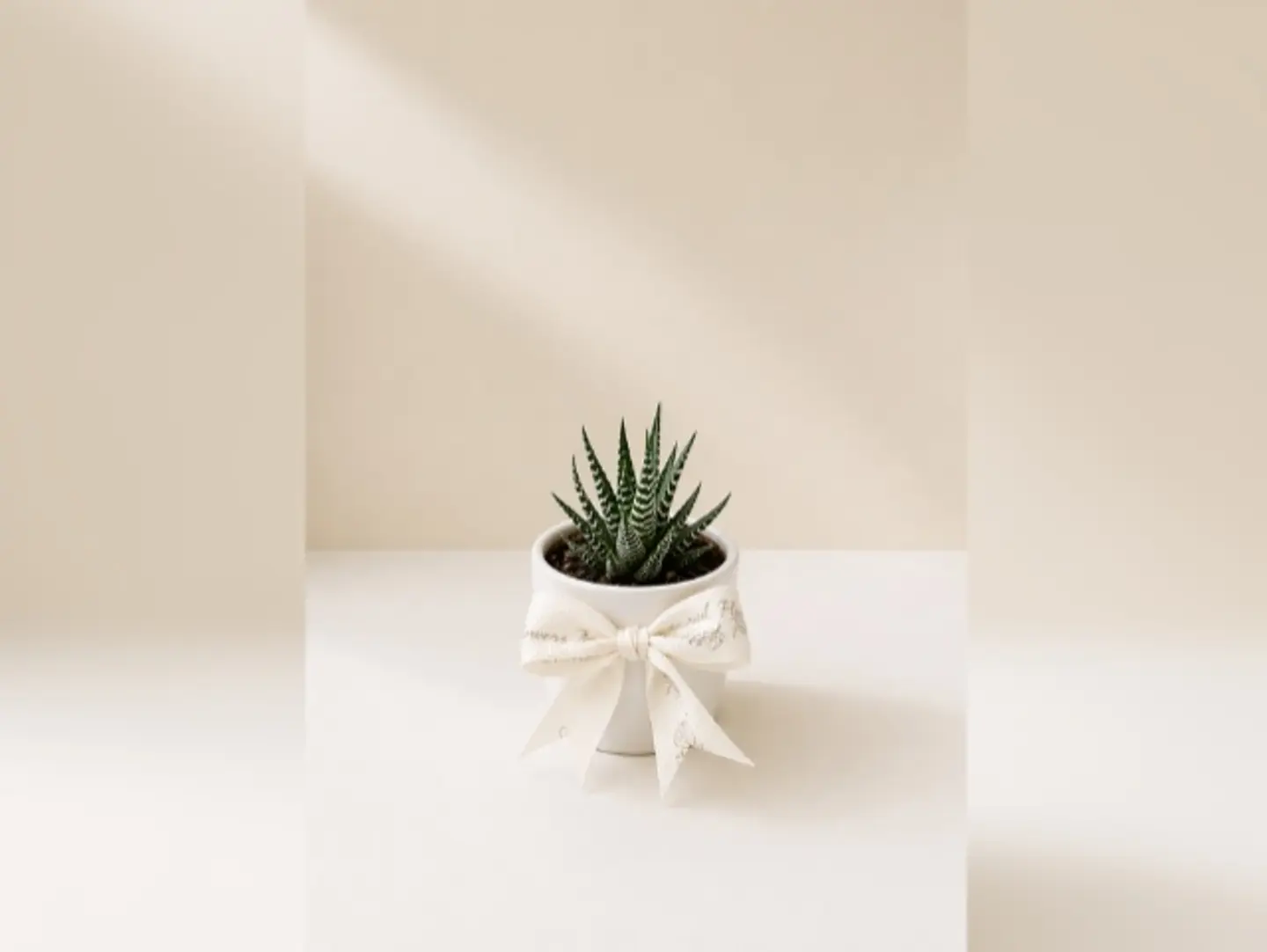 Joud Plant 26