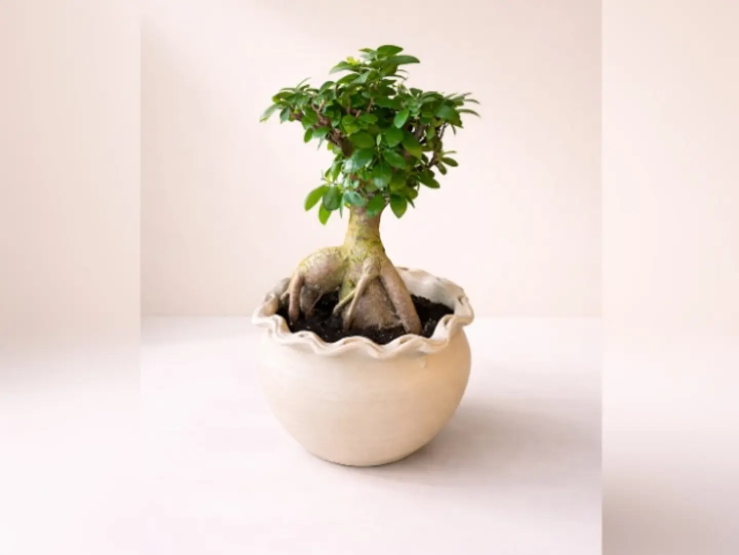Joud Plant 23