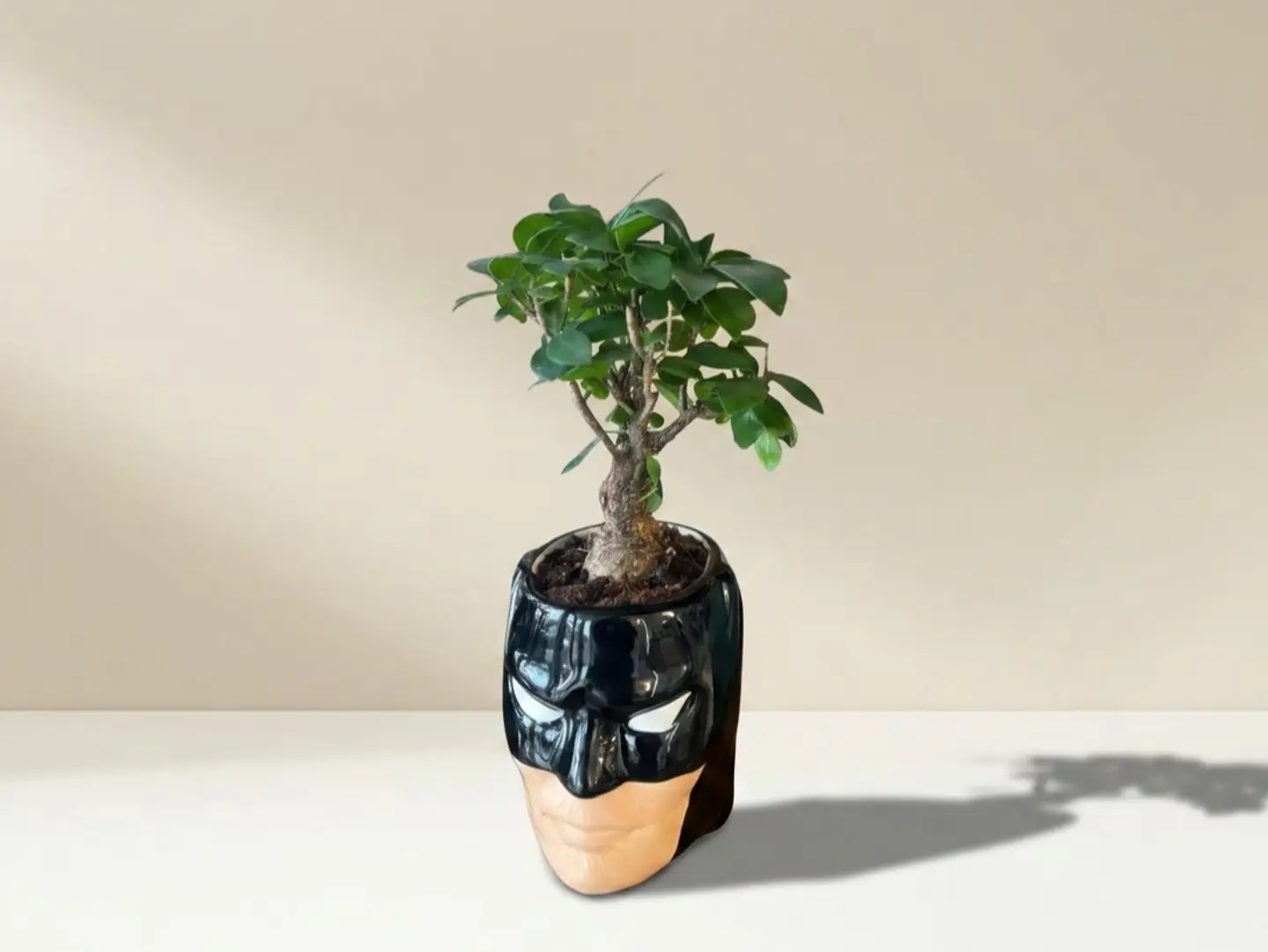 Joud Plant 20