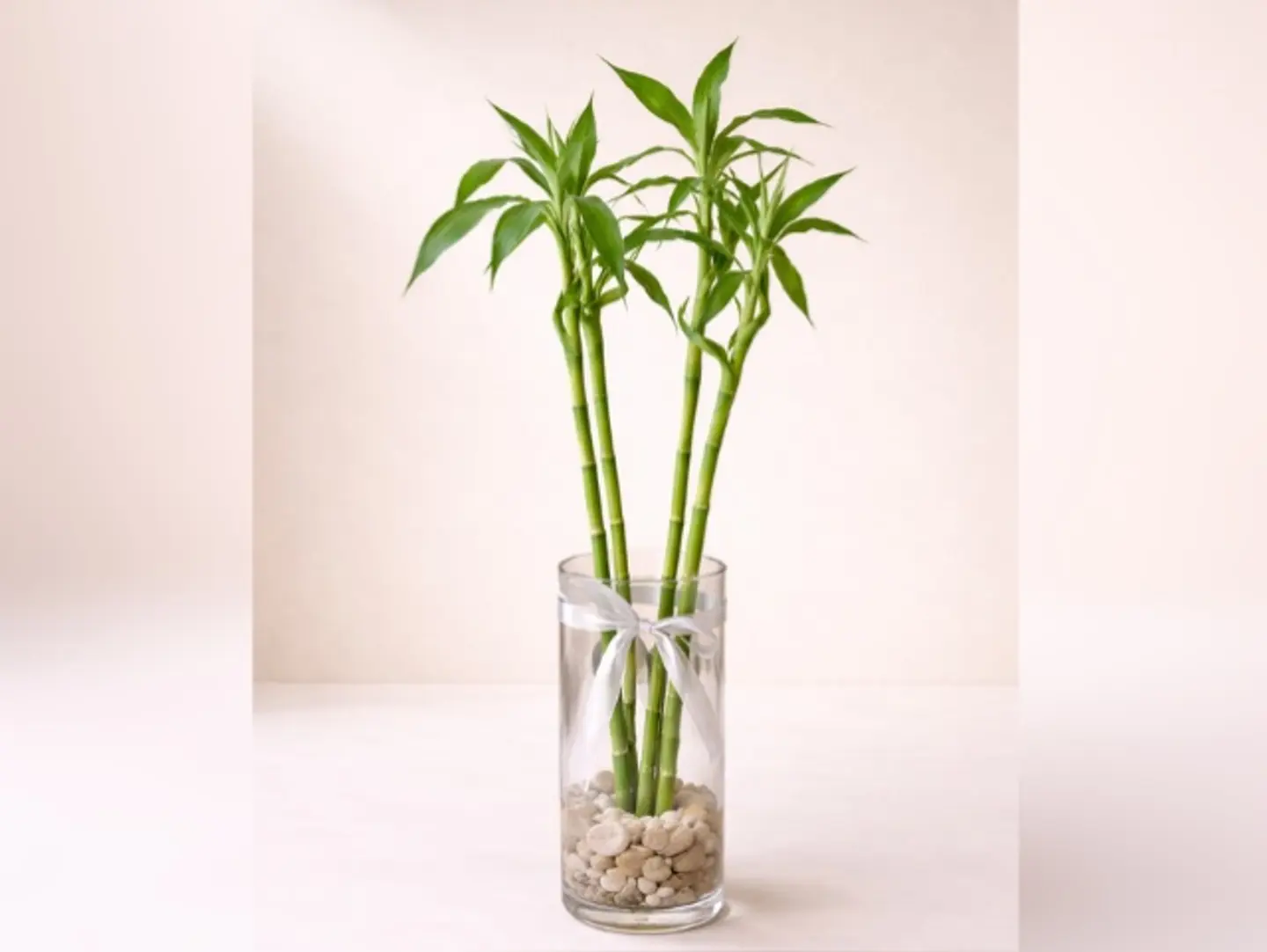 Joud Plant 8