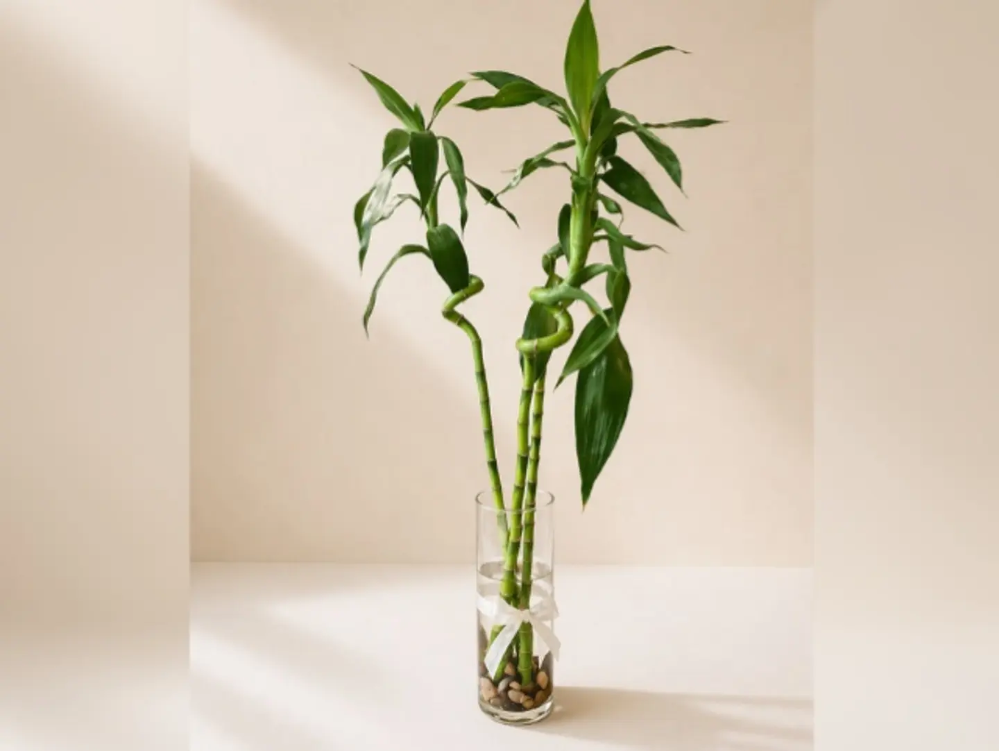 Joud Plant 13