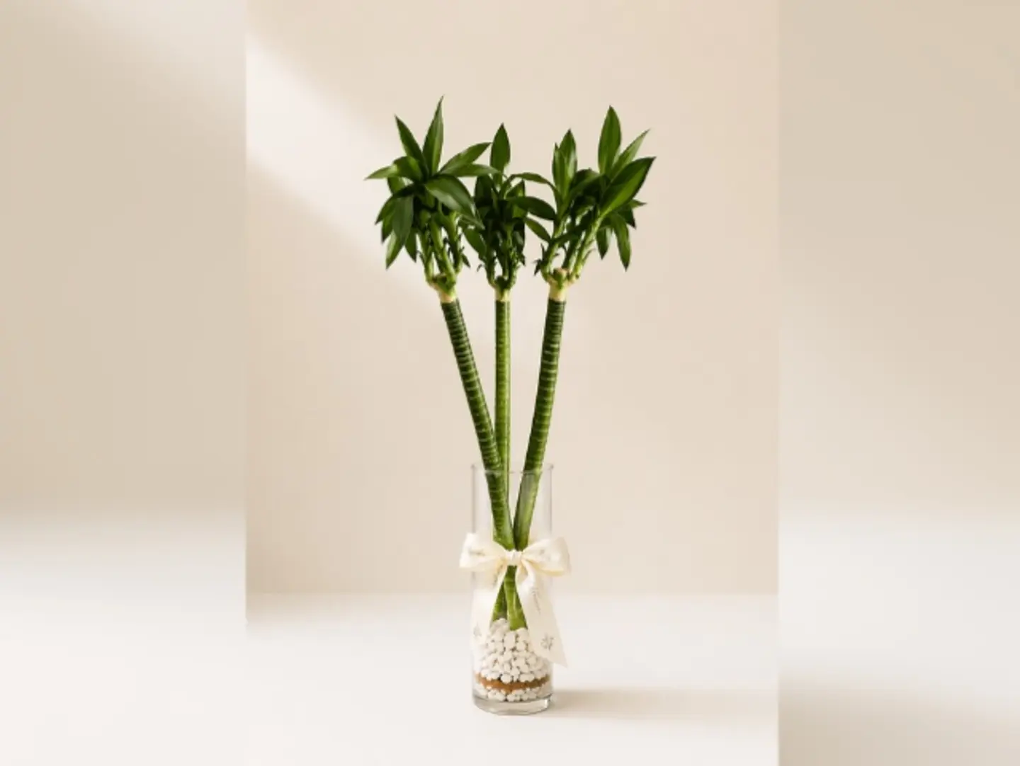 Joud Plant 28