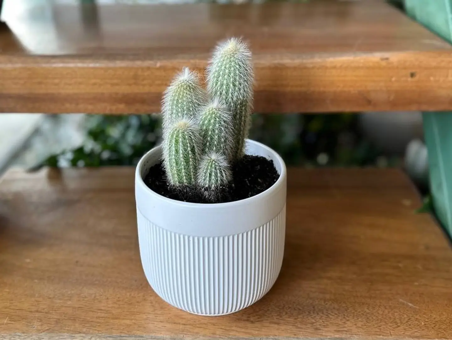 Joud Plant 31