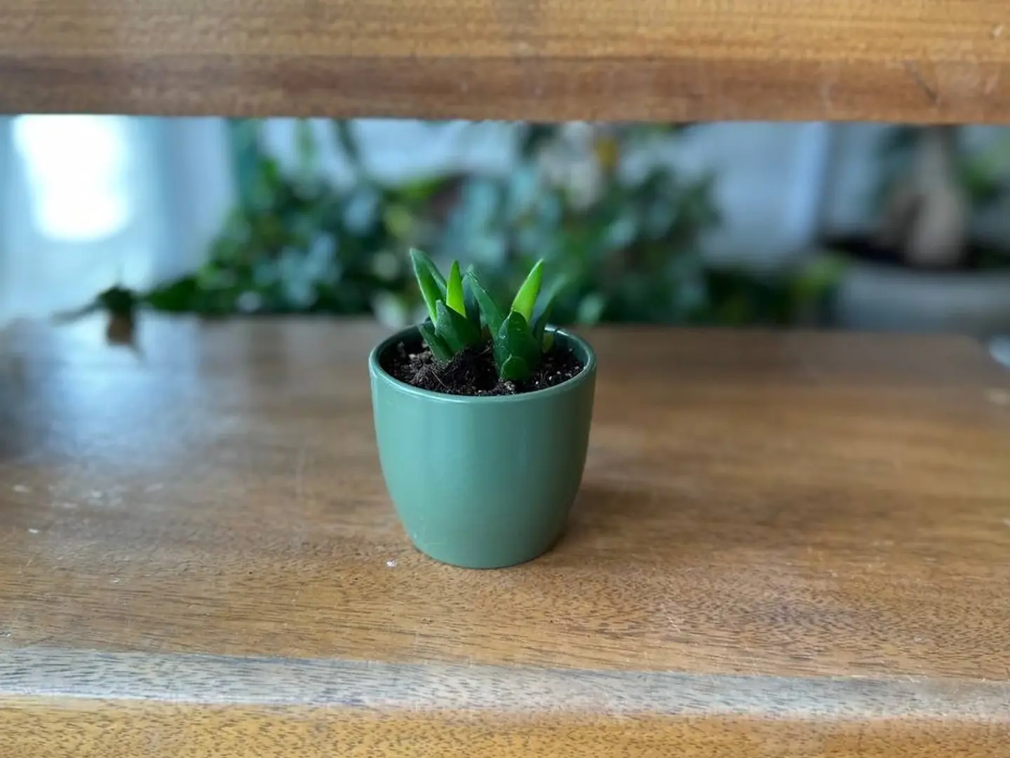 Joud Plant 36