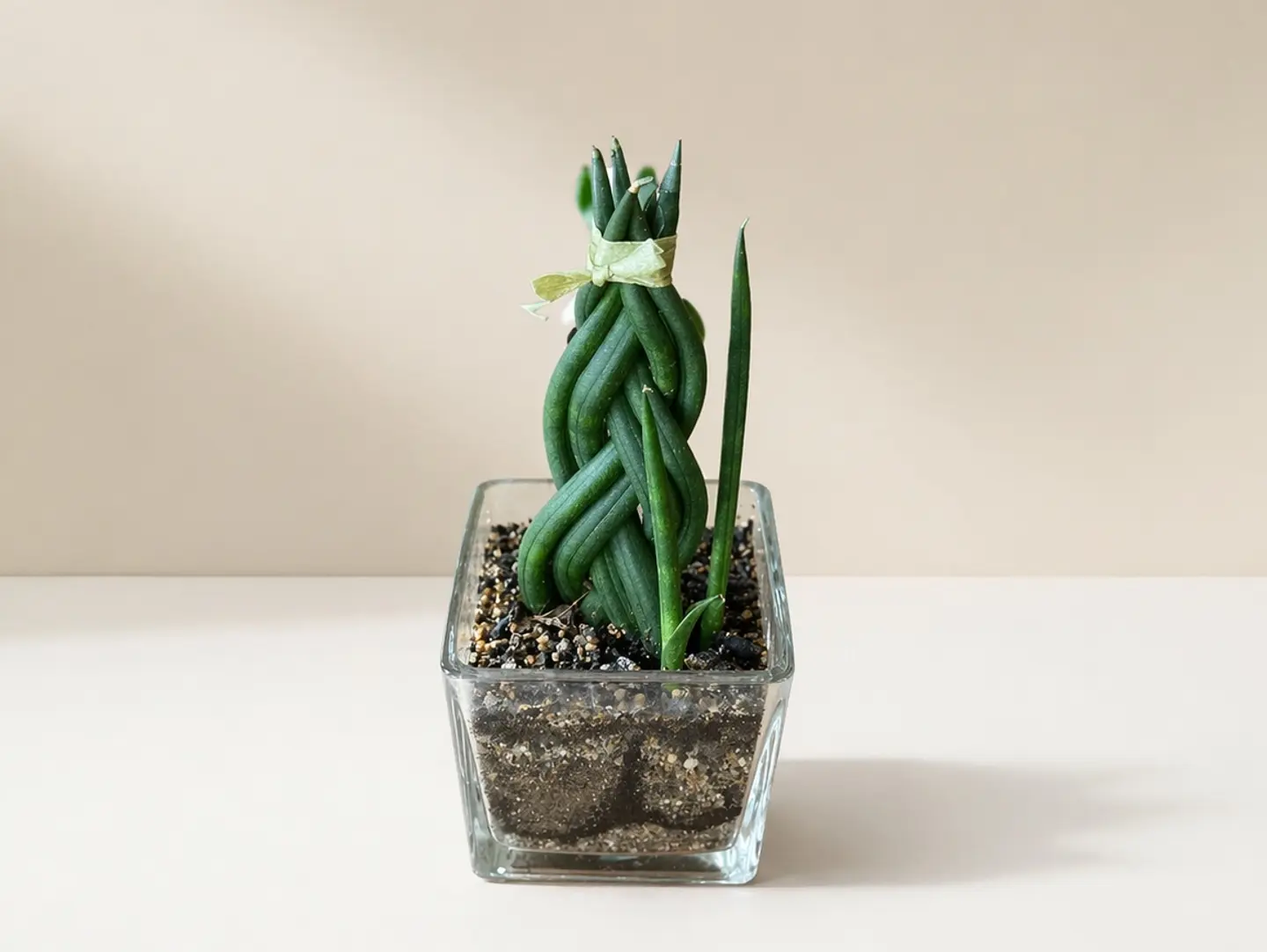 Joud Plant 6