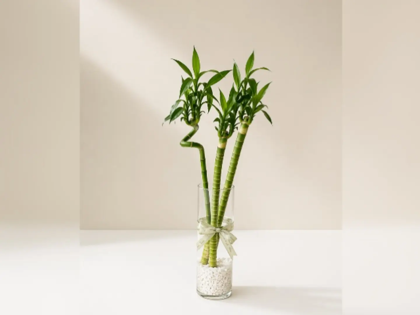 Joud Plant 15