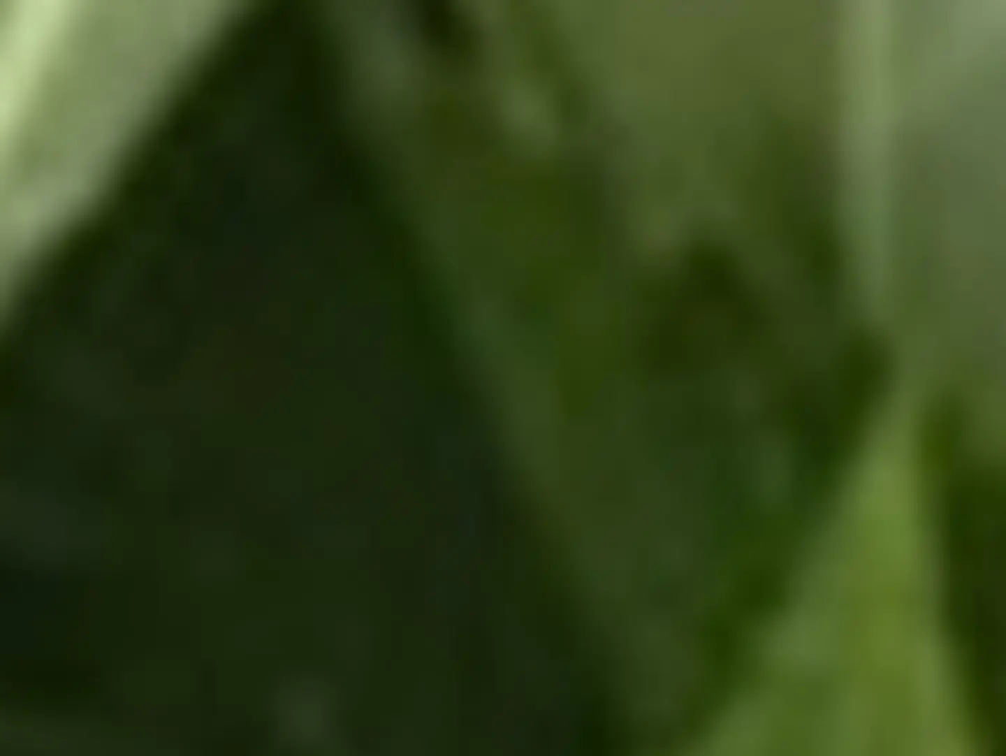 سلق