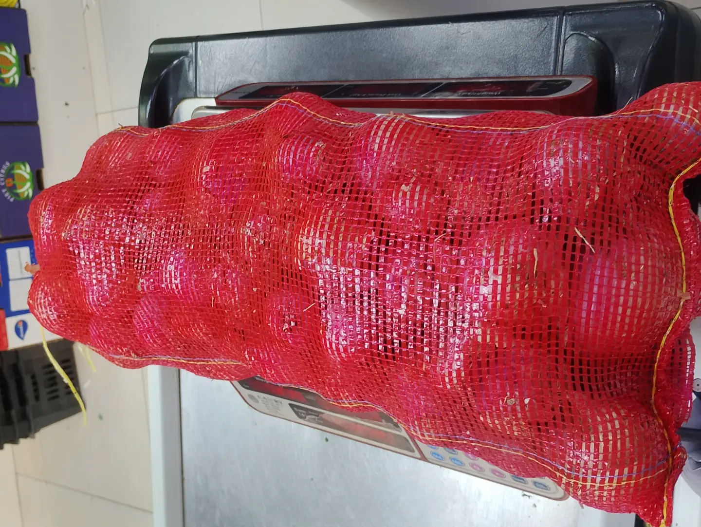 Medium Size Onion