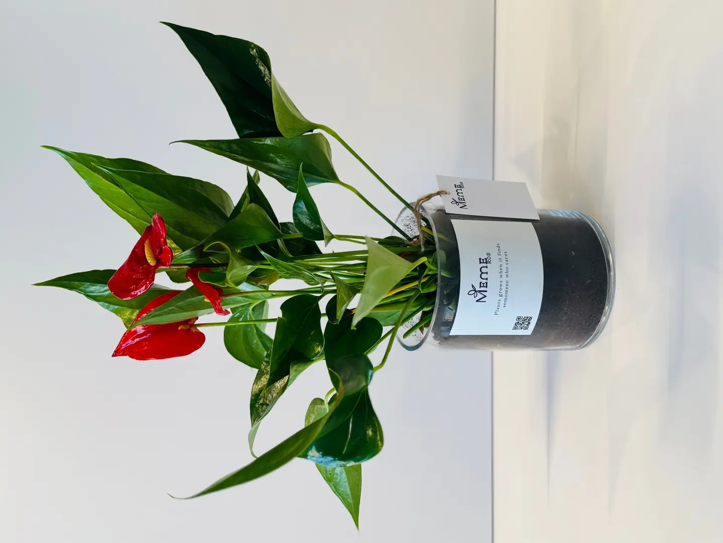 Anthurium Is An Indoor Plant