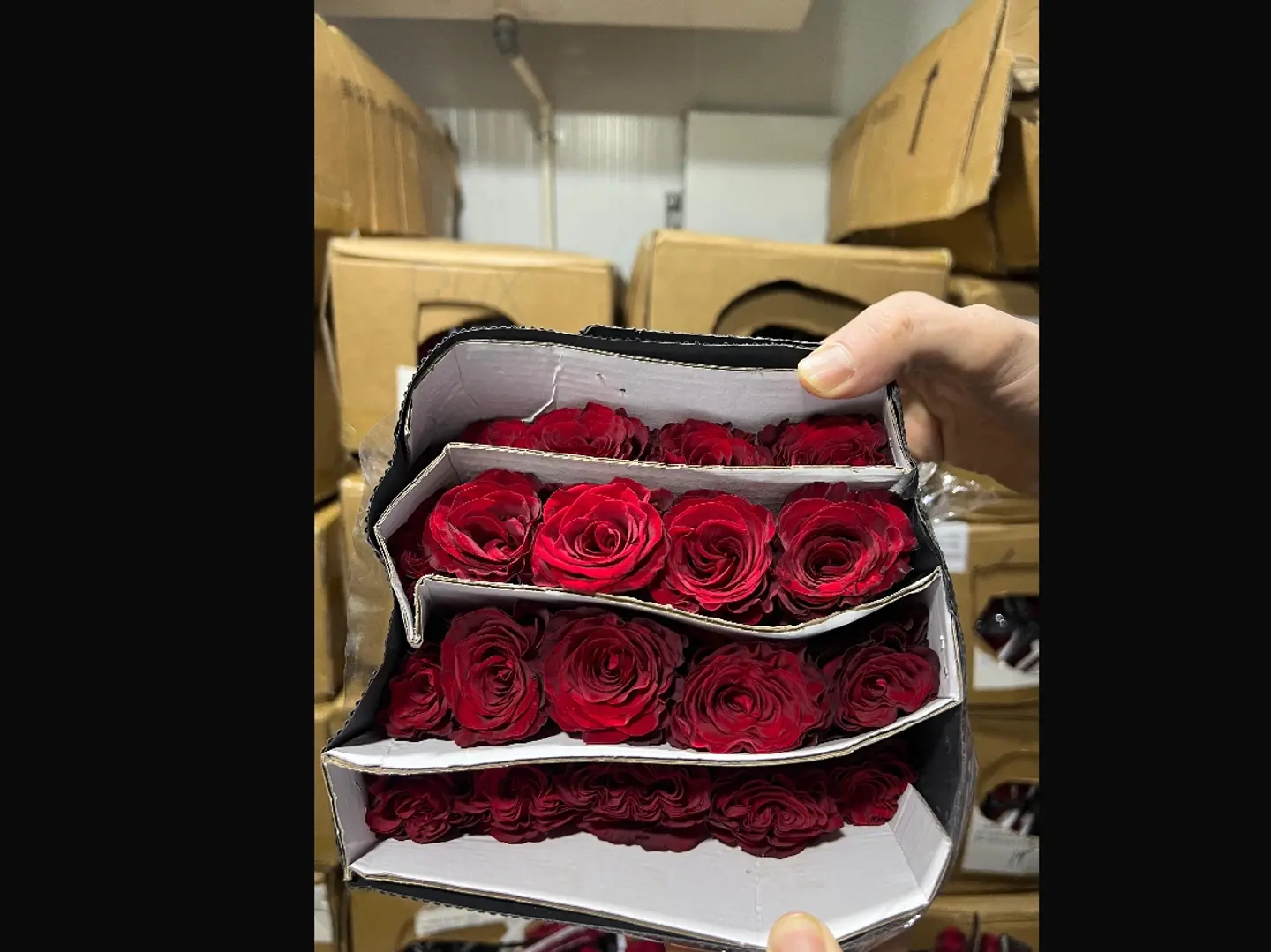 ربطة ورد 20 وردة