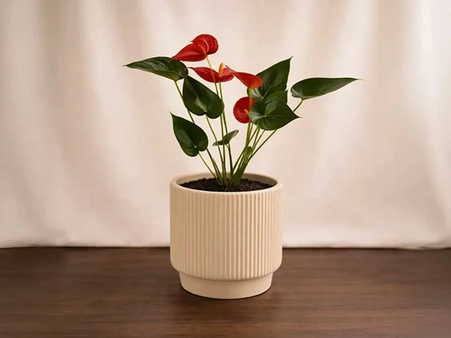 Pink Anthuirum Ceramic Pot