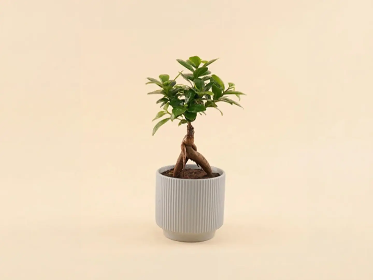 Bonsai Plant Ceramic Pot