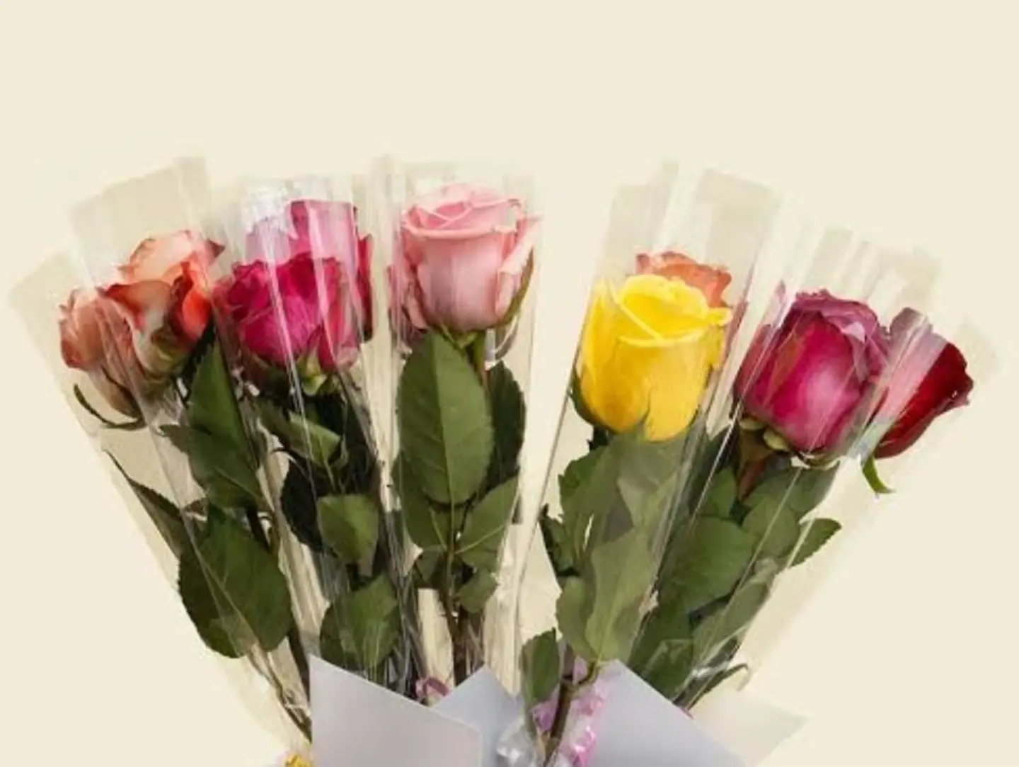 Single Rose