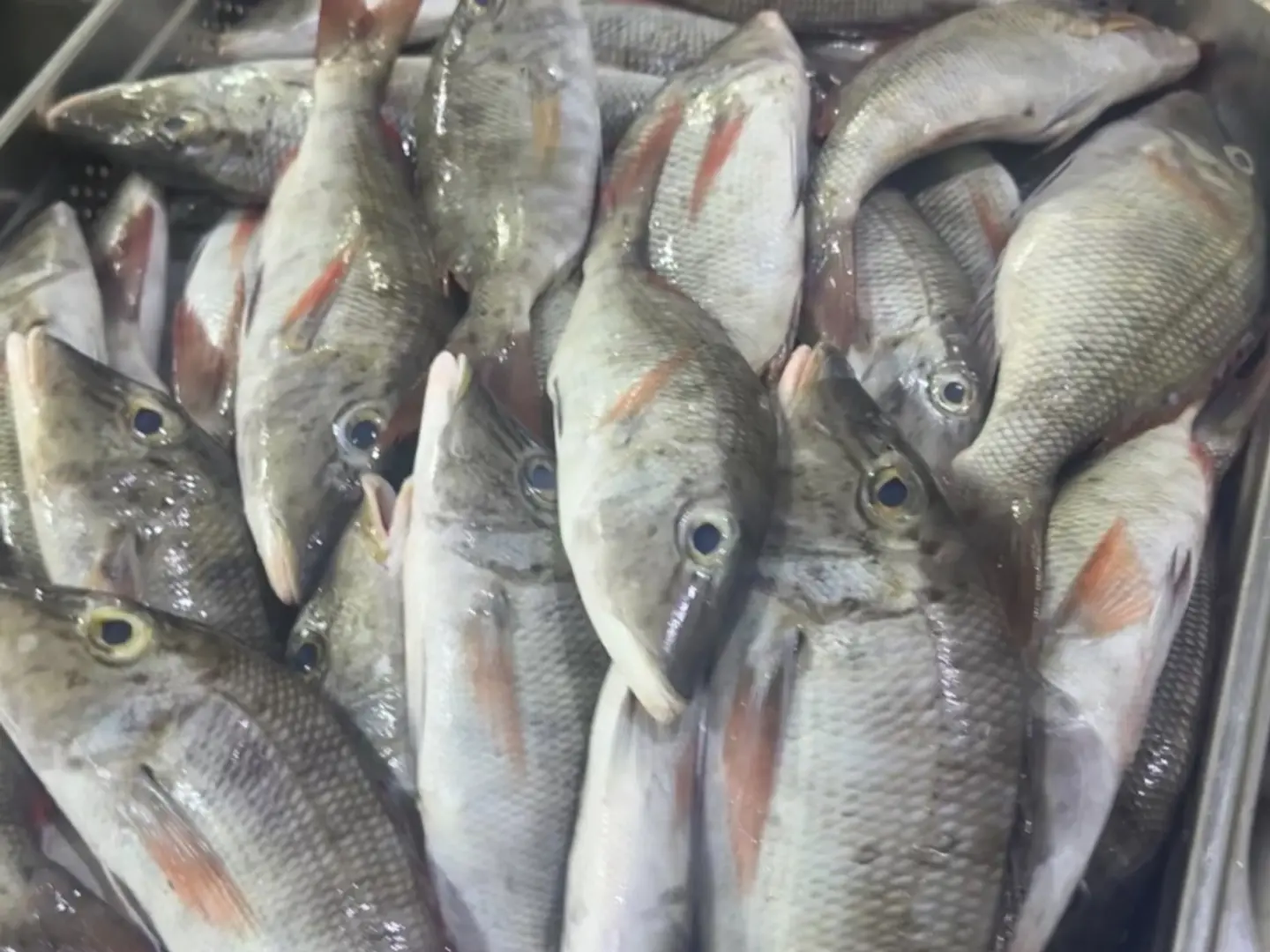 نصف كيلو سوالي فرسان