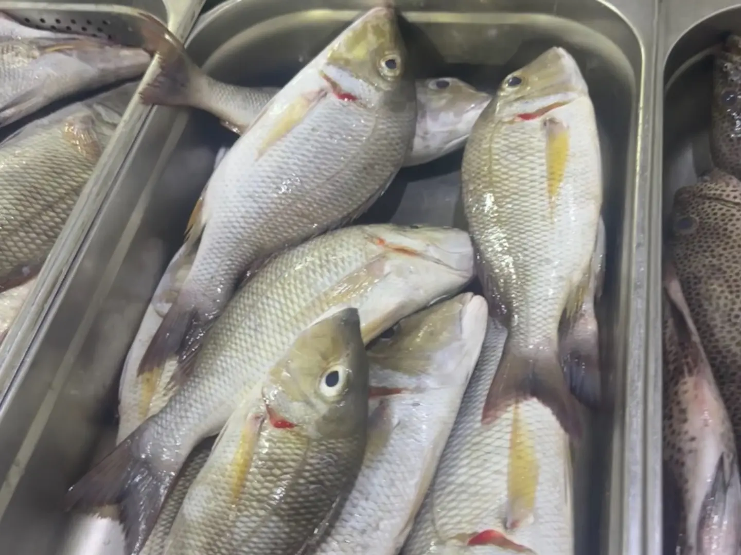 كيلو شعور مقلي او مشوي