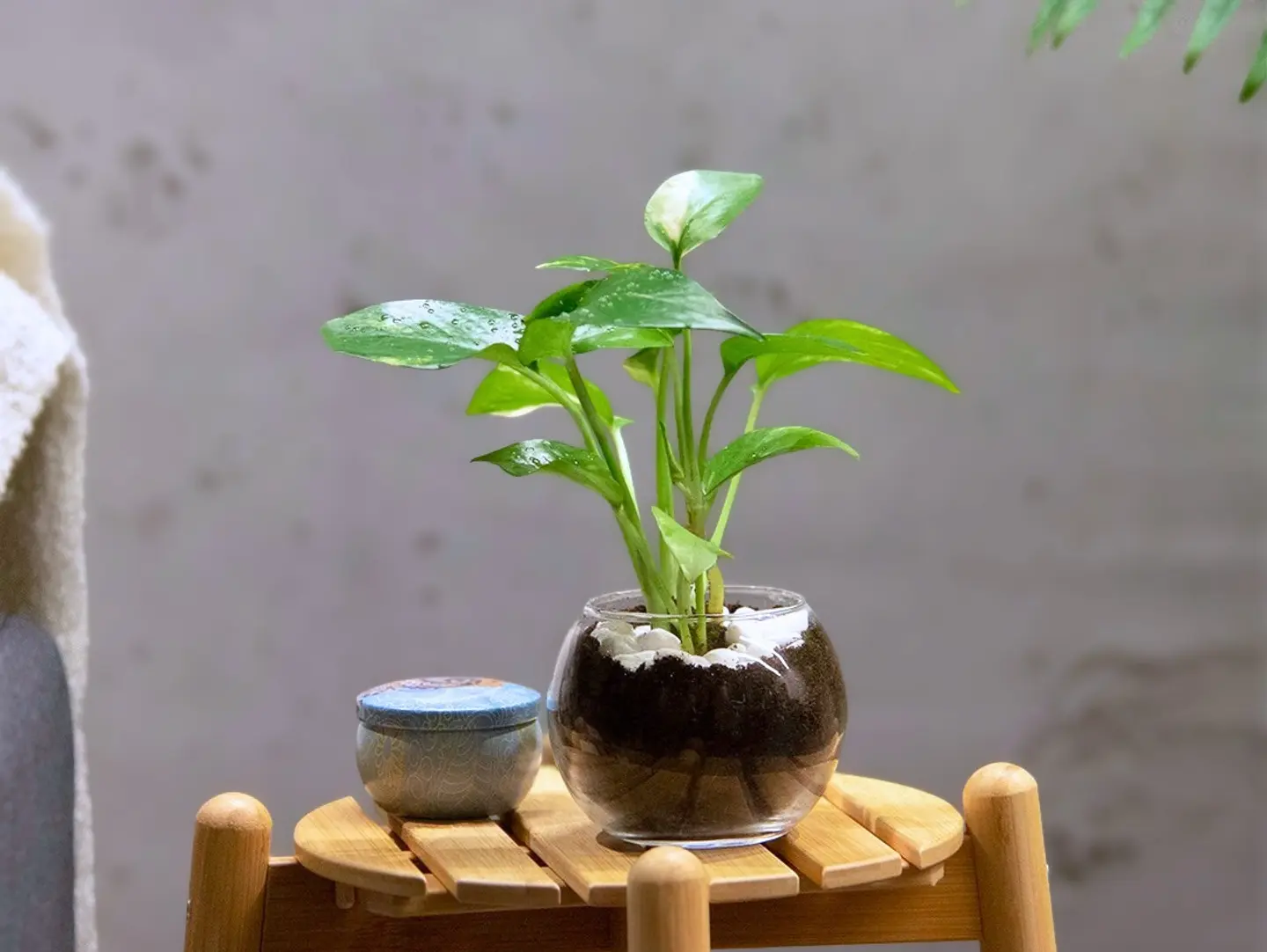 Mini Pothos Plant In Small Vase