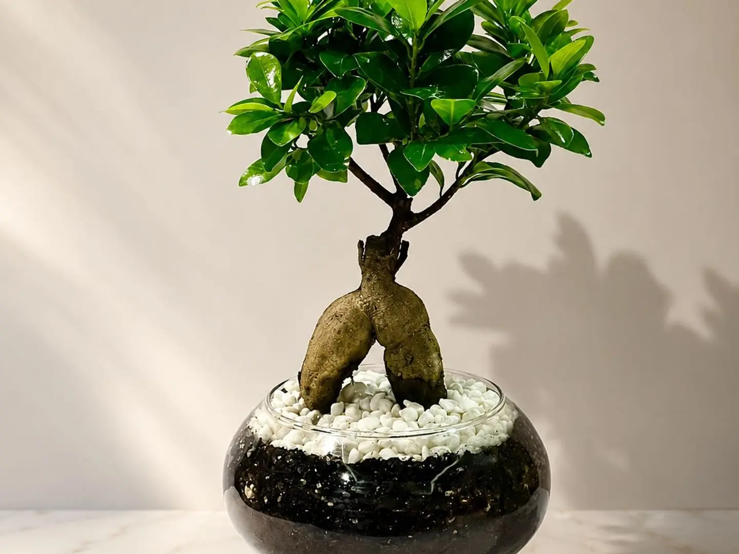 Elegant Bonsai Plant A