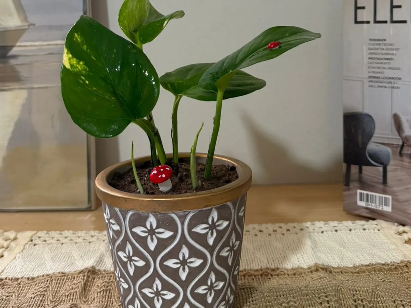 Pothos B