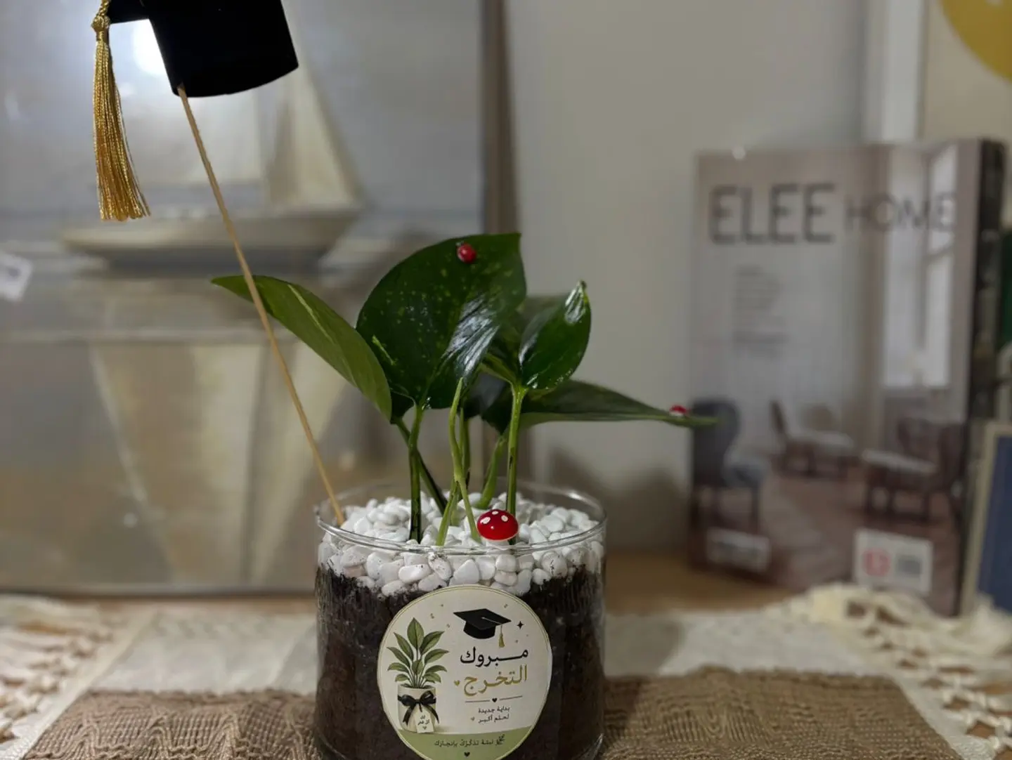 Graduation Joy Plant