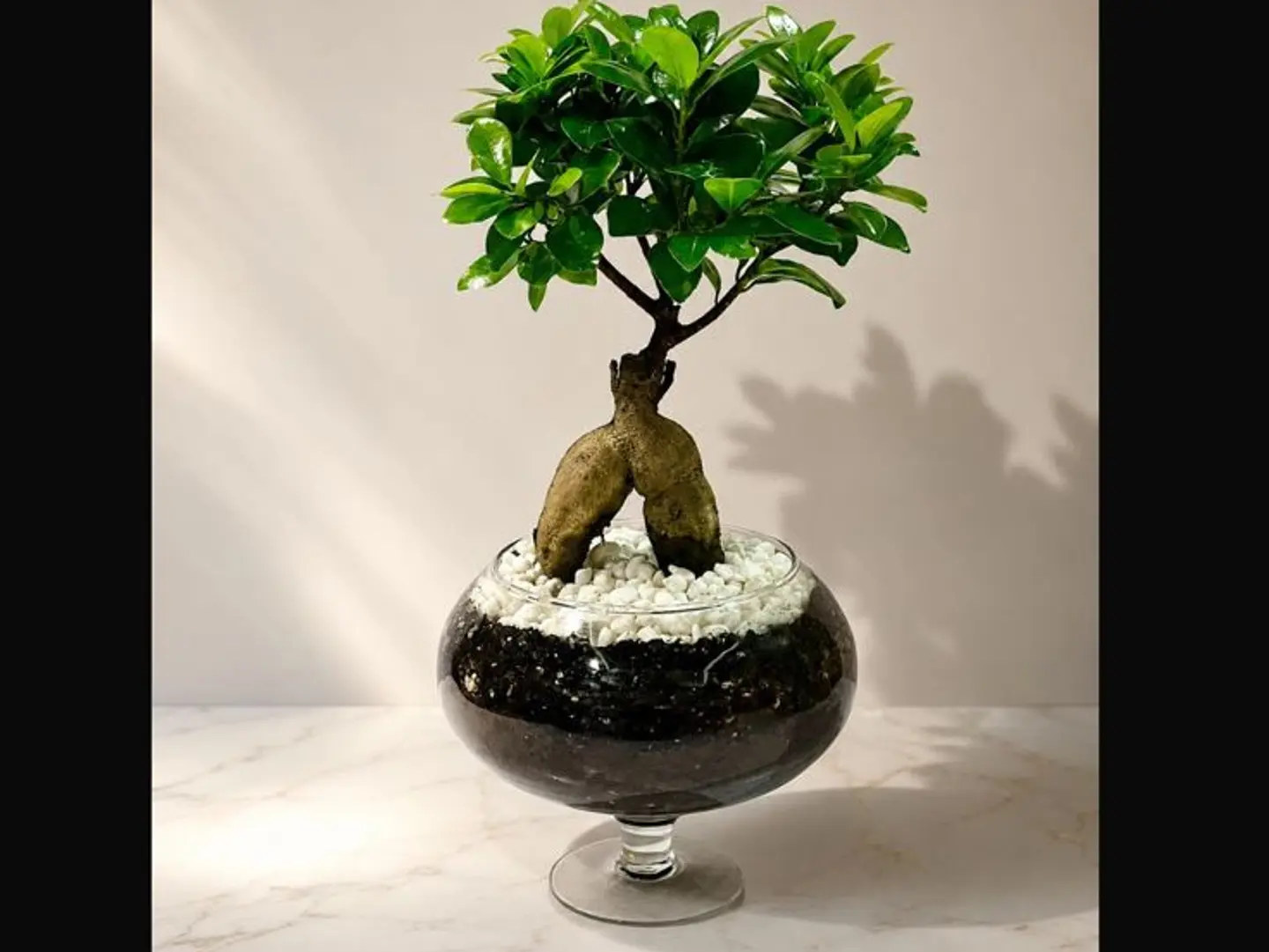 An Elegant Bonsai Plant