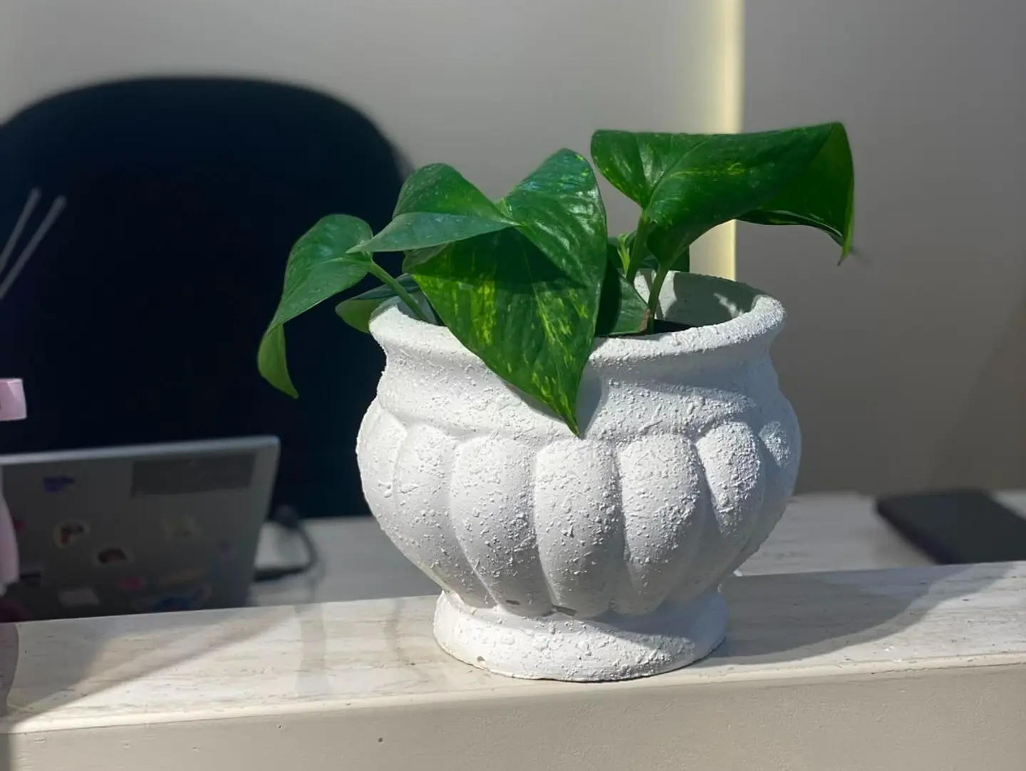 Plants