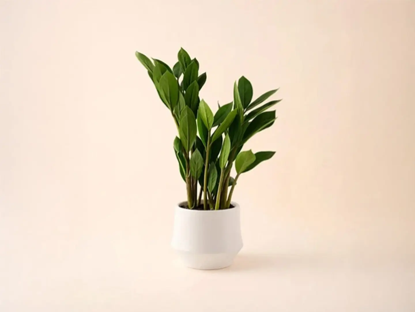 Air Purifing Z Plant