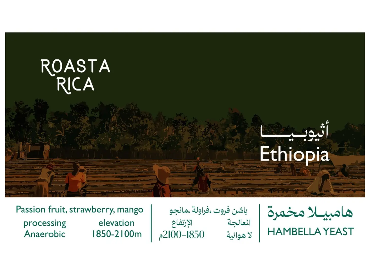 هامبيلا إثيوبي معالجة تخمير 250 جرام