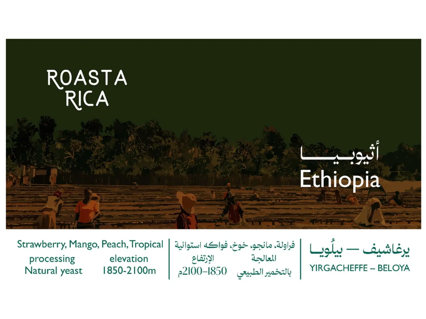 يرغاشيف بيلويا اثيوبي معالجة تخمير 250 جرام