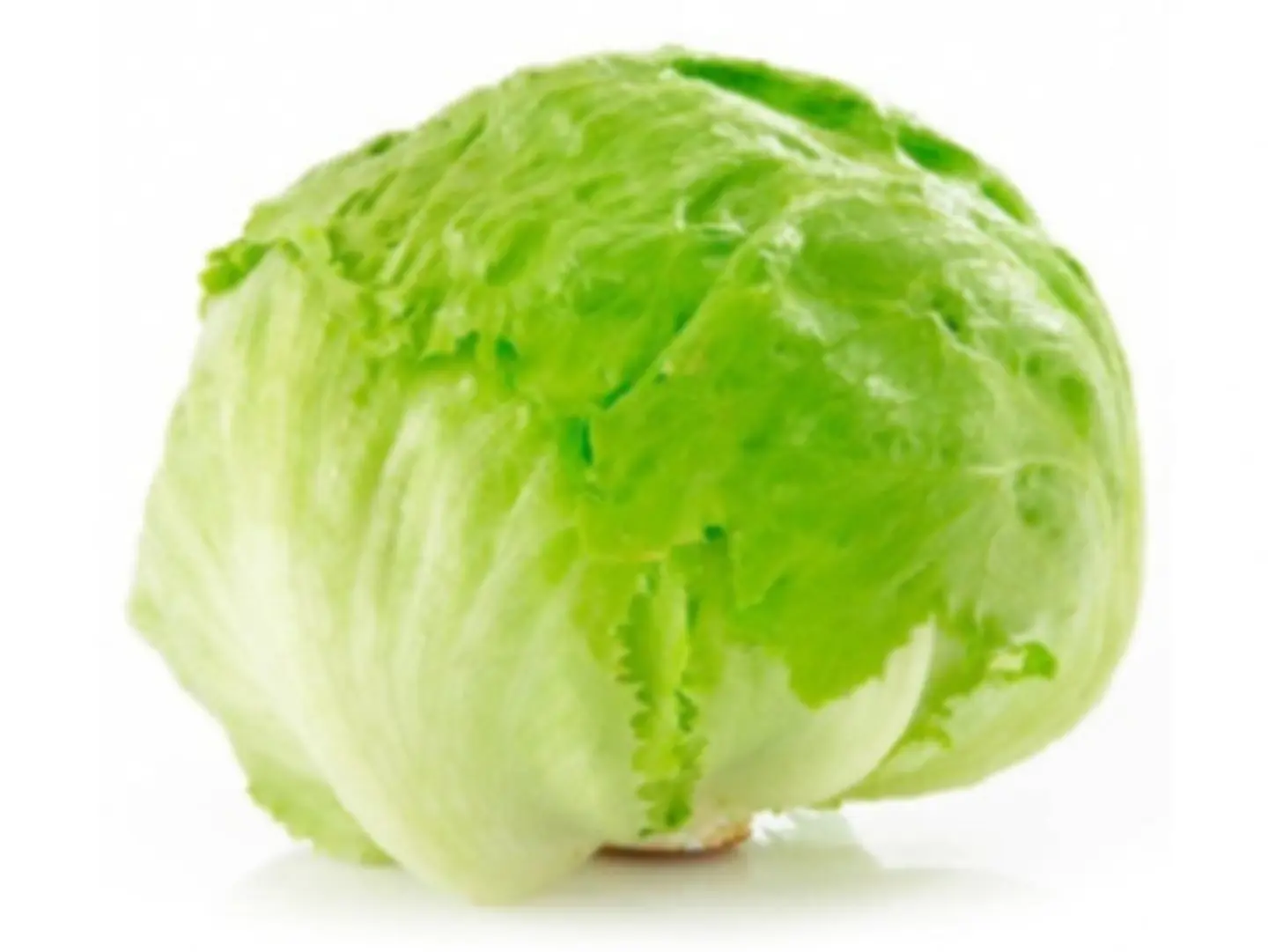 Round Lettuce1