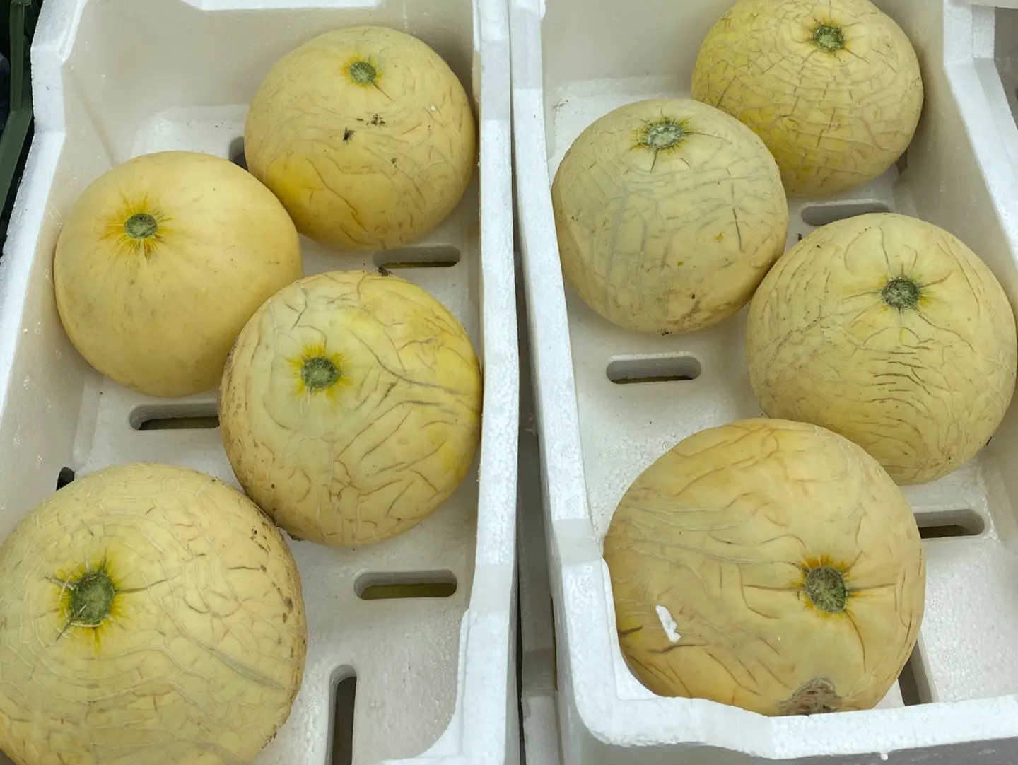 Melon1